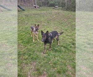 Father of the German Shepherd Dog puppies born on 04/30/2025