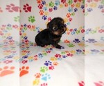 Puppy Hailey Yorkshire Terrier