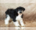 Small Photo #18 Schnauzer (Miniature) Puppy For Sale in WARSAW, IN, USA