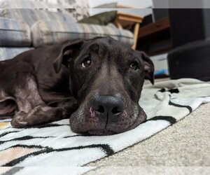Labrador Retriever-Unknown Mix Dogs for adoption in Franklin, North Carolina, NC, USA