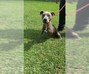 American Pit Bull Terrier Dogs for adoption in Houston, TX, USA