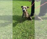 Small American Pit Bull Terrier