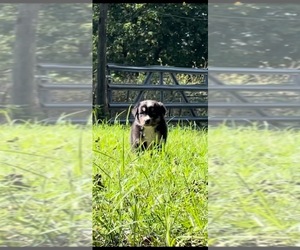 Australian Shepherd Puppy for sale in DRUMMONDS, TN, USA