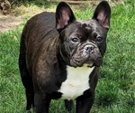 Small French Bulldog