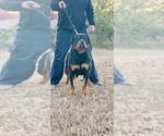 Small Photo #1 Rottweiler Puppy For Sale in ANGIER, NC, USA