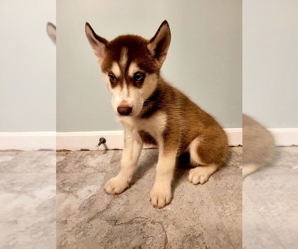 Medium Photo #4 Siberian Husky Puppy For Sale in STERLING, OH, USA