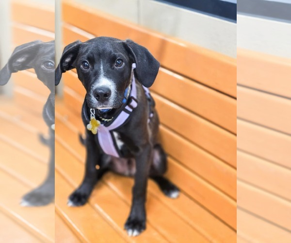 Medium Photo #1 Labrador Retriever-Unknown Mix Puppy For Sale in Sandy, UT, USA