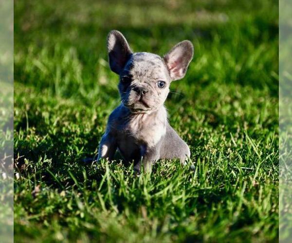 Medium Photo #2 French Bulldog Puppy For Sale in DACULA, GA, USA