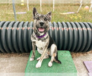 Holland Shepherd-Unknown Mix Dogs for adoption in McKinleyville, CA, USA