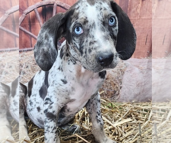 Medium Photo #1 Catahoula Leopard Dog Puppy For Sale in CUMBY, TX, USA
