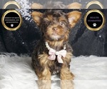 Small #6 Yorkshire Terrier