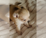 Small #13 Chihuahua