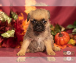 Small Photo #6 Brug Puppy For Sale in SAFFORD, AZ, USA