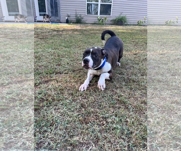 Medium Photo #2 American Pit Bull Terrier-American Staffordshire Terrier Mix Puppy For Sale in Atlanta, GA, USA
