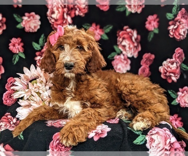 Full screen Photo #2 Irish Setter-Poodle (Miniature) Mix Puppy For Sale in BIRD IN HAND, PA, USA