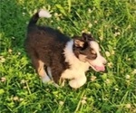 Small Photo #5 Border Collie Puppy For Sale in BLAKESBURG, IA, USA