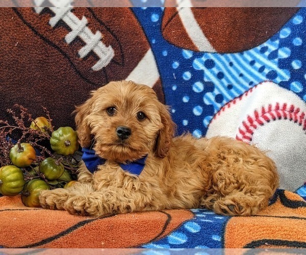 Medium Photo #6 Cavapoo Puppy For Sale in BIRD IN HAND, PA, USA