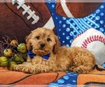 Small Photo #6 Cavapoo Puppy For Sale in BIRD IN HAND, PA, USA