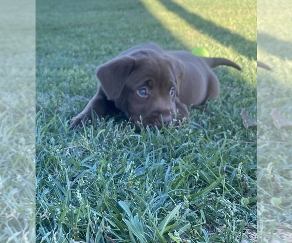 Medium Photo #1 Labrador Retriever Puppy For Sale in DOUGLAS, GA, USA