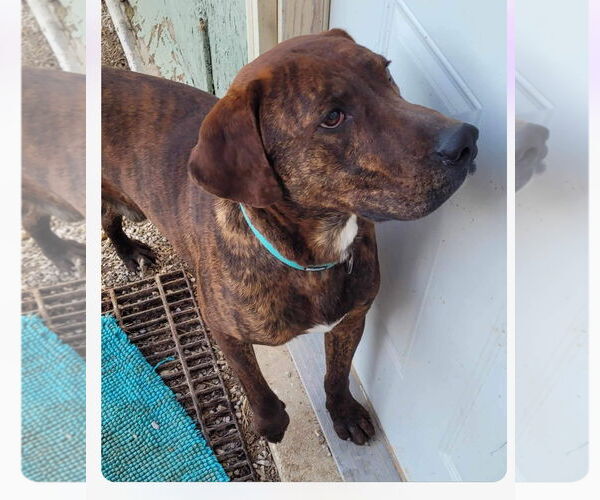 Medium Photo #16 German Shorthaired Pointer-Treeing Walker Coonhound Mix Puppy For Sale in Stover, MO, USA