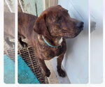 Small #15 German Shorthaired Pointer-Treeing Walker Coonhound Mix
