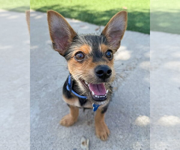 Medium Photo #10 Chihuahua-Unknown Mix Puppy For Sale in Corona, CA, USA