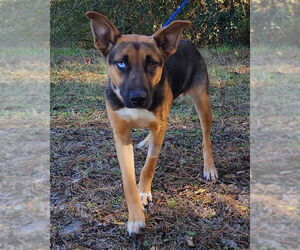 Siberian Husky-Unknown Mix Dogs for adoption in Wetumpka, AL, USA