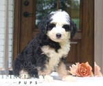 Small #1 Bernedoodle (Miniature)