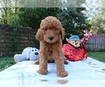 Small Photo #3 Goldendoodle Puppy For Sale in SARASOTA, FL, USA