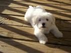 Small Photo #13 Coton de Tulear Puppy For Sale in HORSE BRANCH, KY, USA
