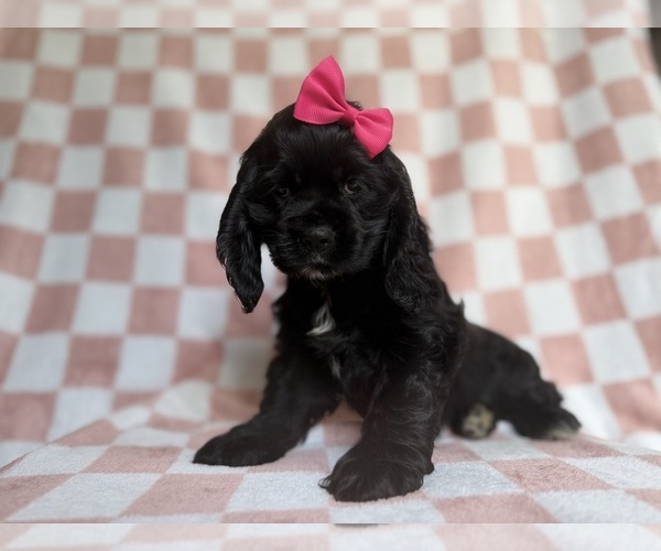 Medium Photo #1 Cocker Spaniel Puppy For Sale in LAKELAND, FL, USA