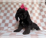 Small Cocker Spaniel