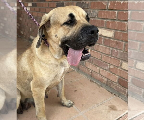 Medium Photo #3 Mutt Puppy For Sale in Goodyear, AZ, USA