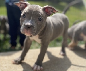 American Bully Puppy for sale in WOODBRIDGE, VA, USA
