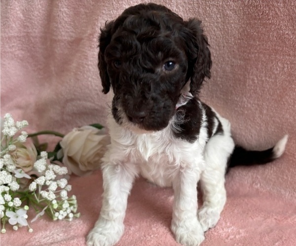 Medium Photo #21 Poodle (Standard) Puppy For Sale in TEMECULA, CA, USA
