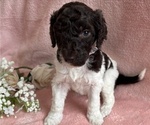 Small #2 Poodle (Standard)