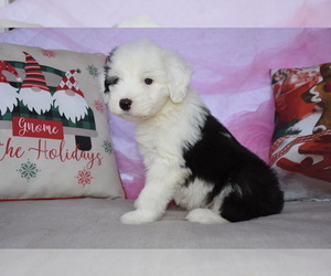 Old English Sheepdog Puppy for sale in MARIONVILLE, MO, USA