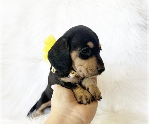 Medium Photo #1 Dachshund Puppy For Sale in DAVIS, CA, USA