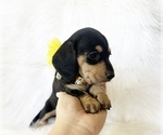 Image preview for Ad Listing. Nickname: AKC Sadie