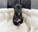 Small #24 Mutt