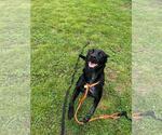 Small Eurasier-Labrador Retriever Mix