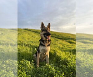 German Shepherd Dog Dogs for adoption in West Sacramento, CA, USA