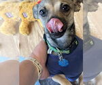 Small #2 Chihuahua Mix