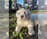 Small #1 Great Pyrenees