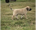 Small Photo #13 Anatolian Shepherd Puppy For Sale in ROBSTOWN, TX, USA