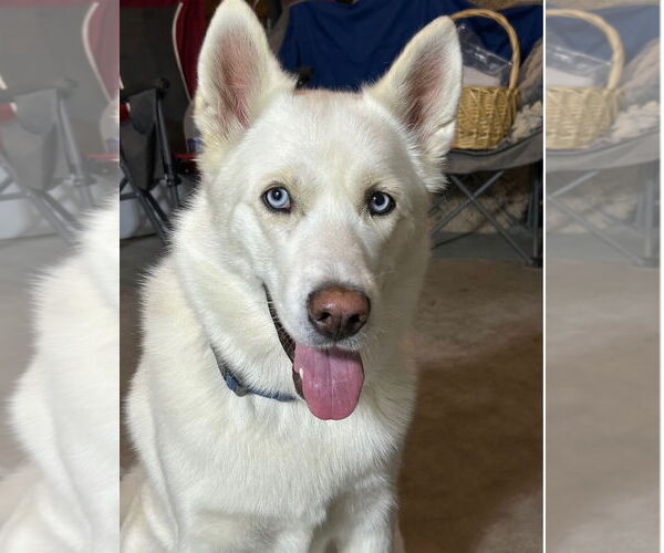 Medium Photo #1 - Mix Puppy For Sale in Chandler, AZ, USA