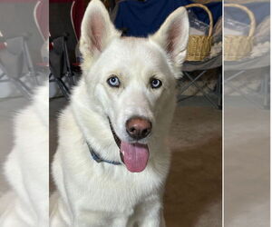 - Mix Dogs for adoption in Chandler, AZ, USA
