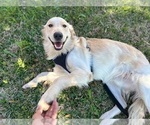 Small Photo #1 Goldendoodle Puppy For Sale in HOUSTON, TX, USA
