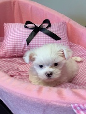 Maltese Puppy for sale in LEXINGTON, KY, USA