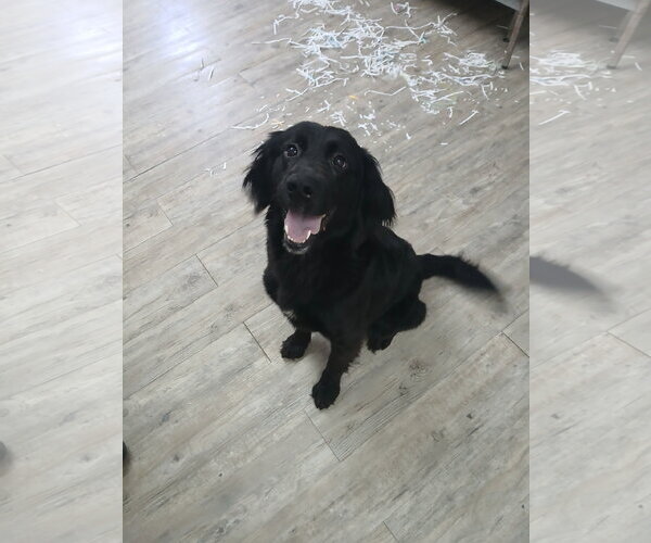 Medium Photo #8 Mutt Puppy For Sale in Murfreesboro, NC, USA